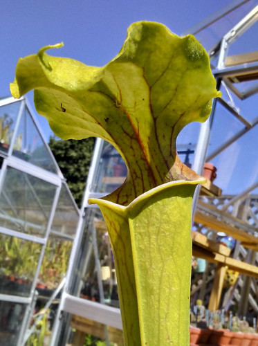 Sarracenia oreophila sand - sarracenia, "sand