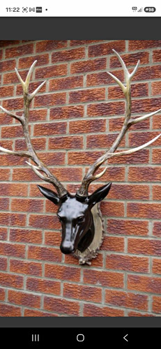 Mounted deer head - mounted,