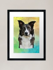 Suspense The Border Collie