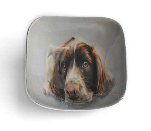 Springer spaniel square - springer,