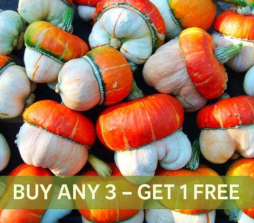 Cucurbita seeds turkish turban - seeds,