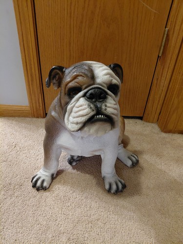 English bulldog - english,