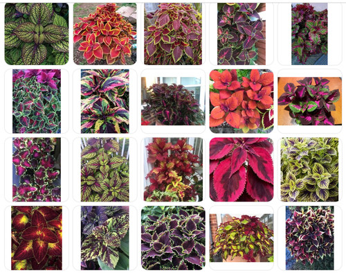 Colourful coleus soil rooted - soil,