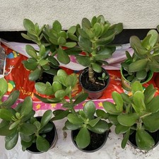 Crassula ovata (Jade plant/Money Tree) - Bare-Rooted House Plant, Succulent