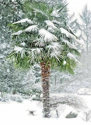 Chusan palm windmill - ,