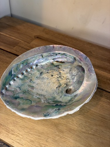 Abalone shell natural - abalone,