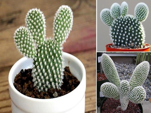 Bunny ears cactus seeds - ears, 15