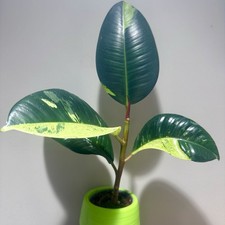 Ficus shivereana (Ficus