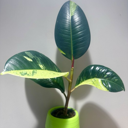Ficus shivereana - ficus,