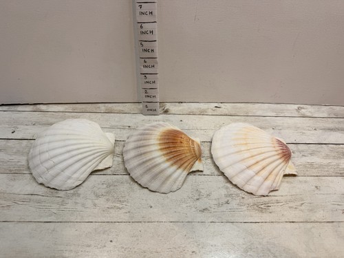 White seashells clam shells - seashells/,