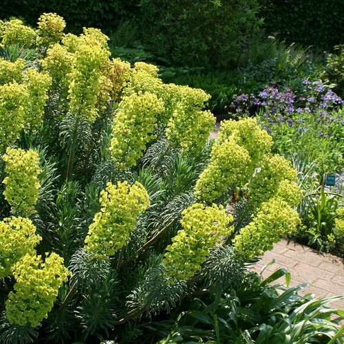 Wulfenii spurge perennials - wulfenii,