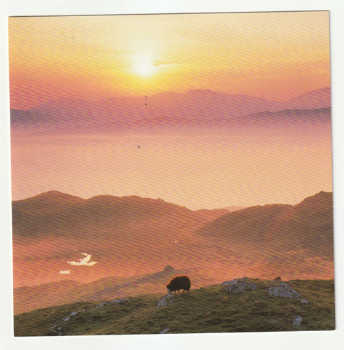 Herdwick sheep blea tarn - blea,