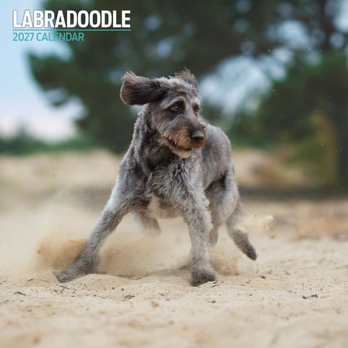 Labradoodle 2027 traditional - labradoodle,