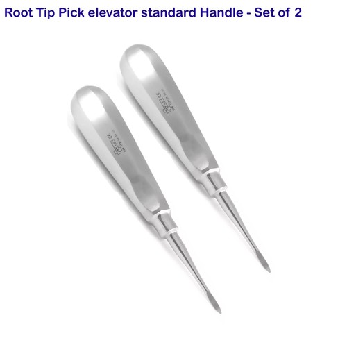 Straight root tip - root,
