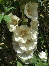 Hollyhock Alcea Seeds x 30