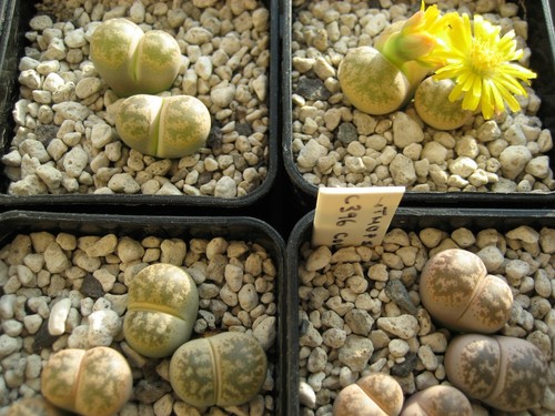 C396 lithops coleorum 20 - c396,