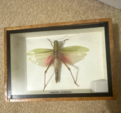 Vintage framed green leaf - vintage,