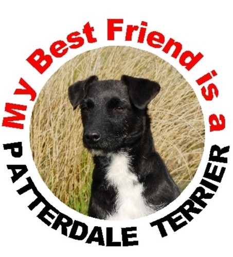 Patterdale terrier car - 2,