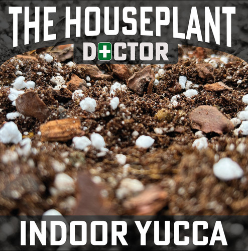 Yucca compost soil - yucca,