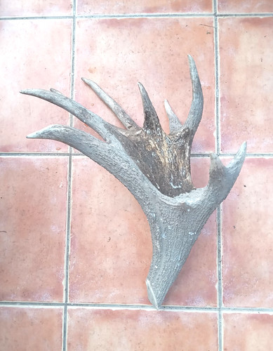Red deer antler large off - antler.,