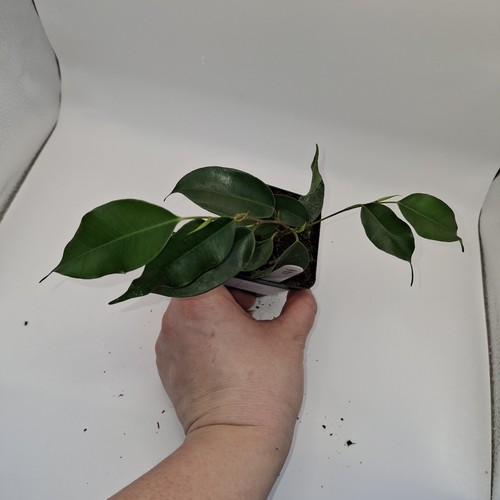 Ficus benjamina weeping - benjamina,