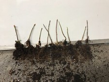 Japanese Maples 10 bare root