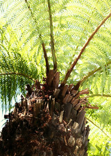 Dicksonia antarctica Tree Fern 12cm Pot Outdoor grown Hardy zone 9 gardens