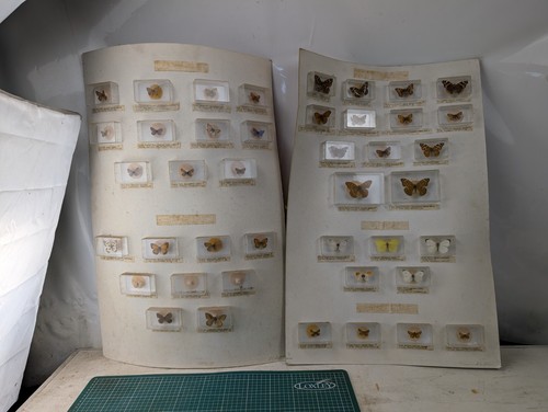 British butterfly display - british,