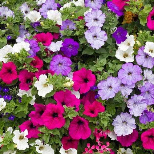 Petunia seeds 2000 dwarf - seeds,