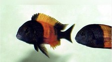Tropheus Moorii Red Banded