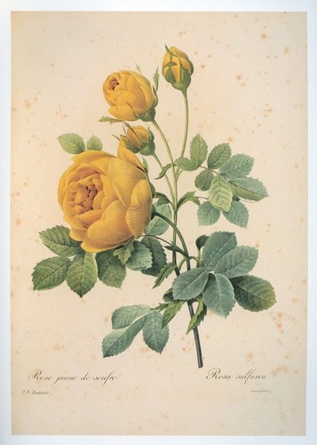 Vintage redouté print - vintage,