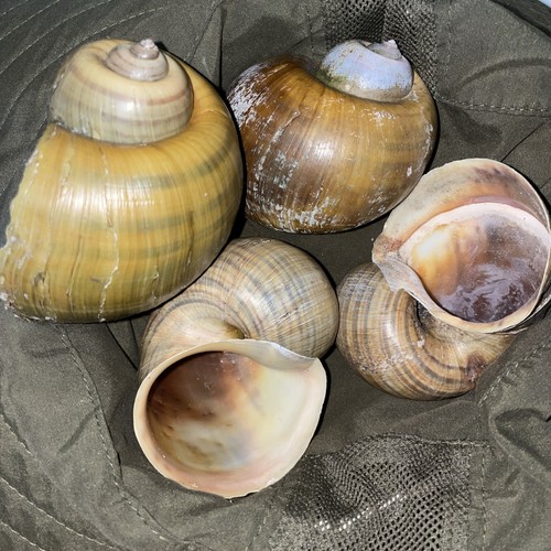 Jumbo apple snail - 3+”,