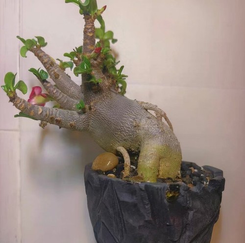 Adenium obesum wysiwyg - adenium,