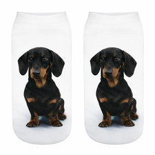 Dachshund Dog Cute Trainer