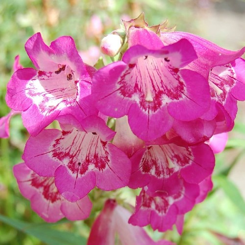 Penstemon polaris magenta - magenta,, x