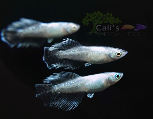 Emerald kissing wide - emerald, (ekw)