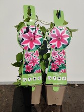 2 x Clematis Carnaby 9cm Pot