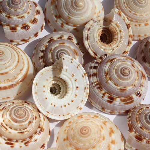 Sundial shell 4cm natural - 3-4cm,