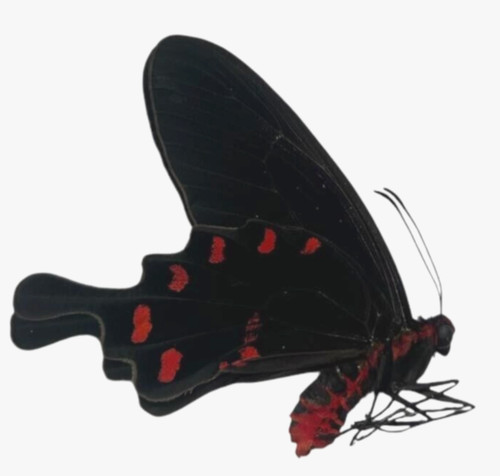 Pachliopta kotzebeau papered - pachliopta,