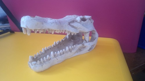 Fake crocodile skull decoy - skull,