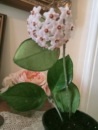 Hoya carnosa climbing - hoya,
