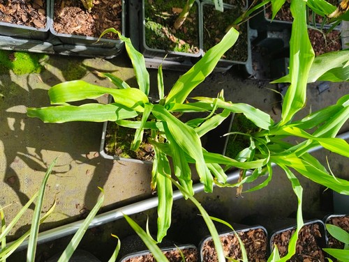 Pitcairnia funkiae cm pot - funkiae,