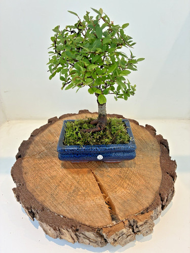 Chinese elm ulmus parvifolia - (,