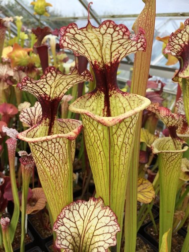 Sarracenia leah wilkerson - leah, x