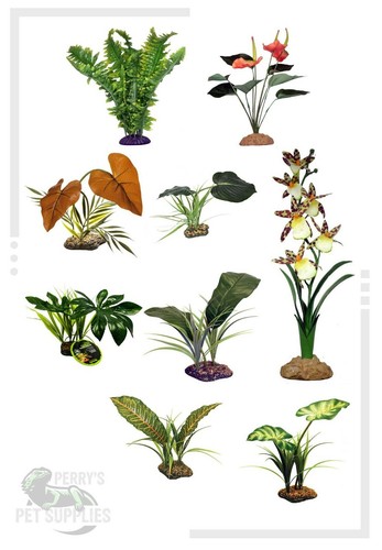 Komodo reptile vivarium plants - komodo,