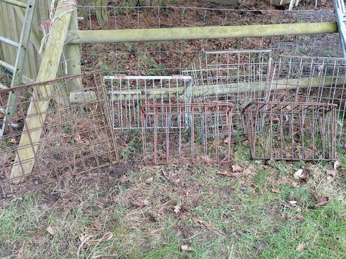 Sheep goat hay - x,