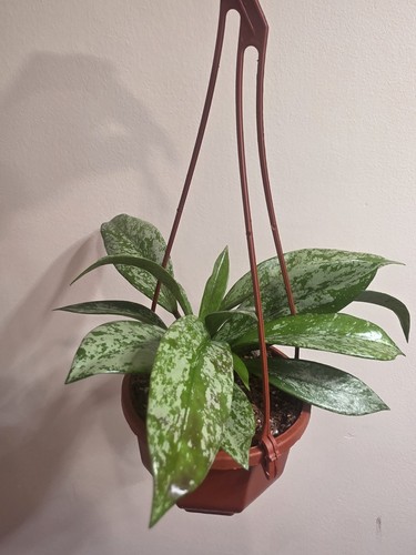 Hoya carnosa silver splash in - splash,
