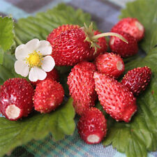 Ali Baba strawberry - Wild Strawberry - 10+ Seeds - Samen - Graines -  G 016