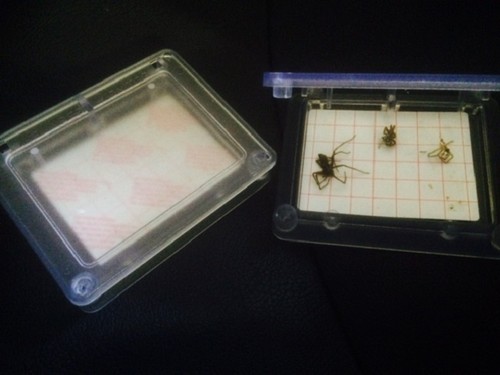 Spider traps catcher - 2,