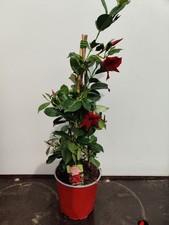 Mandevilla rio grande red - 2l,